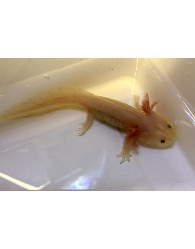 Axolotl - Ambystoma mexicanum "Albino"