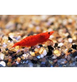 Zwerggarnele - Neocaridina davidi "Sakura Red Fire" XL