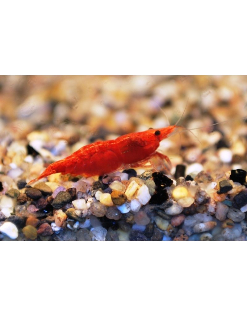 Zwerggarnele - Neocaridina davidi "Sakura Red Fire" XL