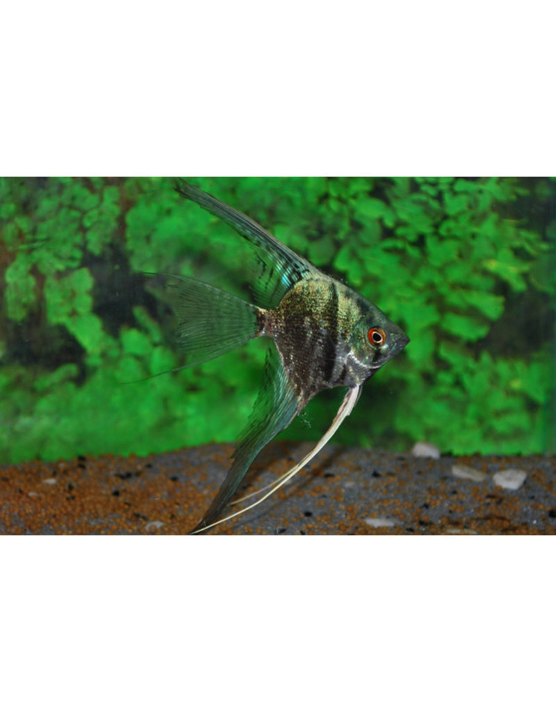 Skalar - Pterophyllum scalare "Smokey Blau"