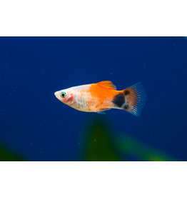 Platy "Mickey Mouse Rotflossen"