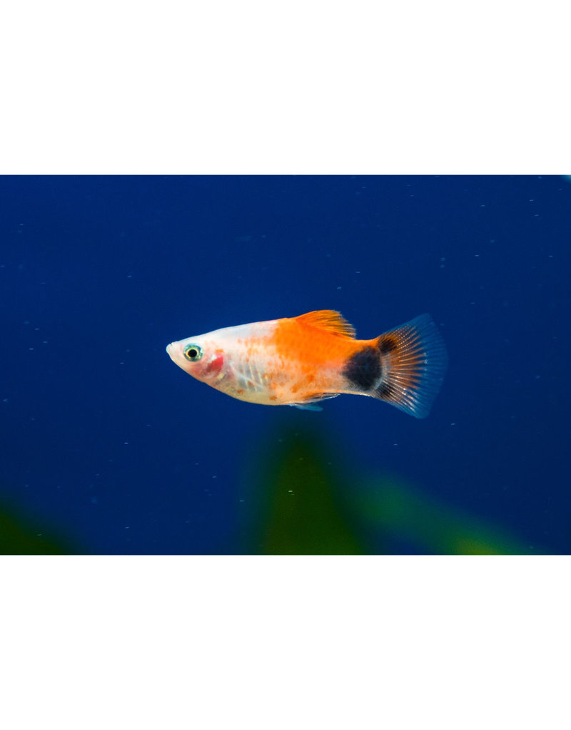 Platy - Xiphophorus maculatus "Mickey Mouse Rotflossen"