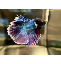 Kampffisch Männchen - Betta splendens  "Rosetail"