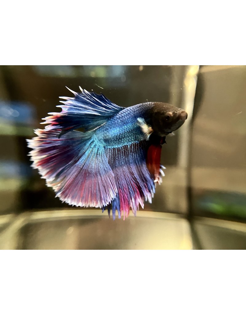 Kampffisch Männchen - Betta splendens  "Rosetail"