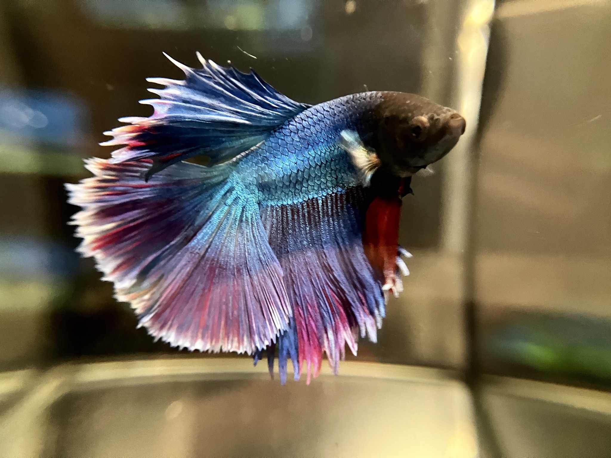 Kampffisch Männchen "Rosetail" kaufen im Aqua Online Shop