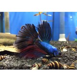 Kampffisch Männchen - Betta splendens  "Rosetail"