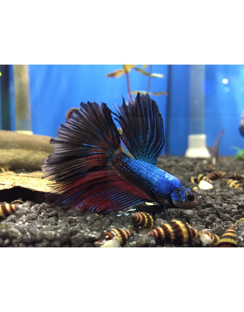 Kampffisch Männchen - Betta splendens  "Rosetail"