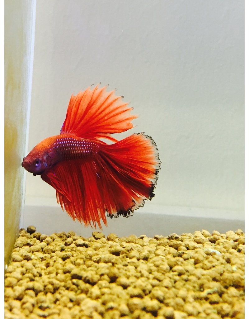 Kampffisch Männchen - Betta splendens  "Rosetail"