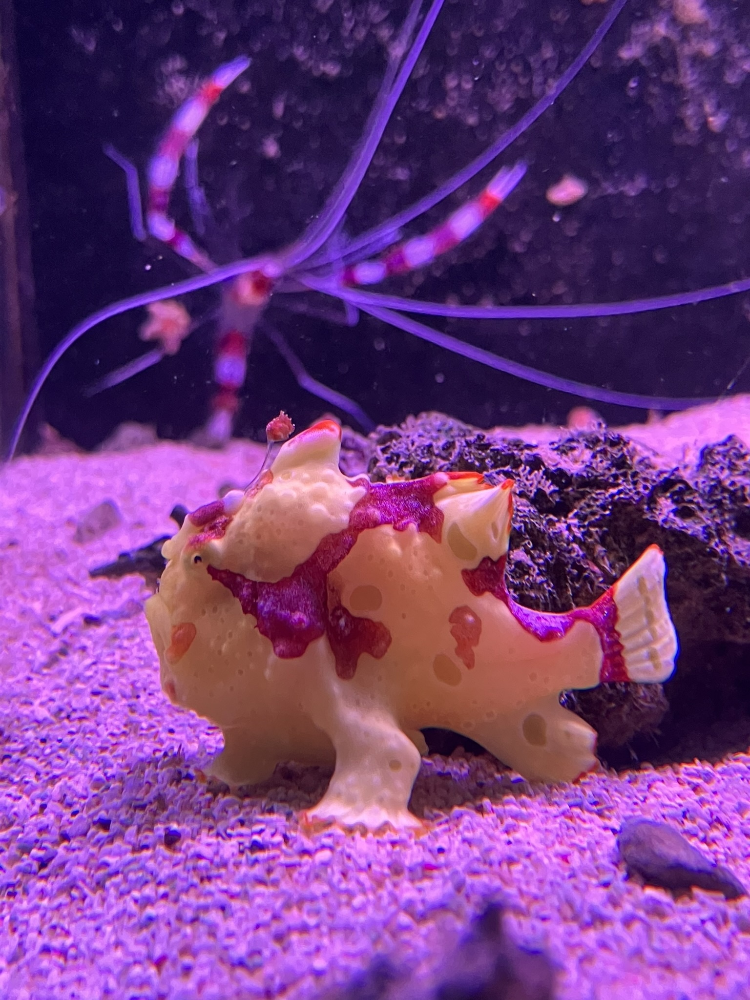 Warzen Anglerfisch Antennarius maculatus kaufen im Aqua