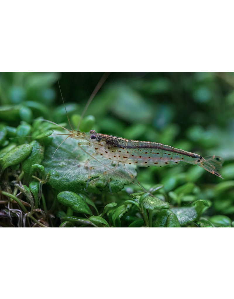 Amanogarnele - Caridina multidentata