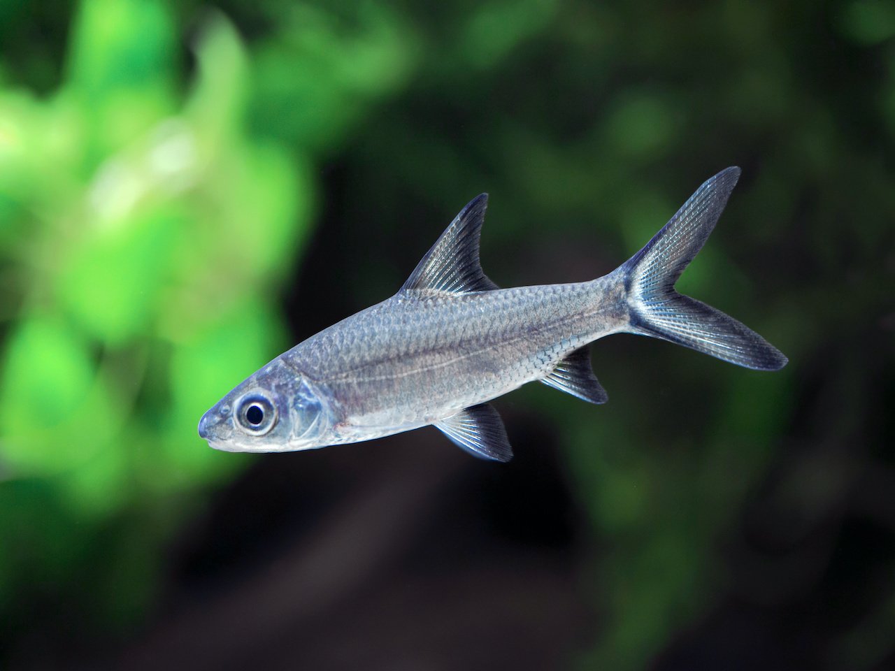 Haibarbe Balantiocheilos melanopterus kaufen im Aqua Online Shop