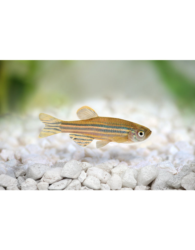 Zebrabärbling - Danio rerio