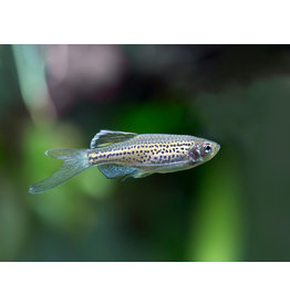 Leopardbärbling "schleier" - Danio frankei