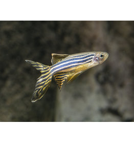 Zebrabärbling - Danio rerio "schleier"