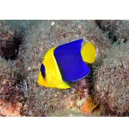 Blaugelber Zwergkaiserfisch - Centropyge bicolor