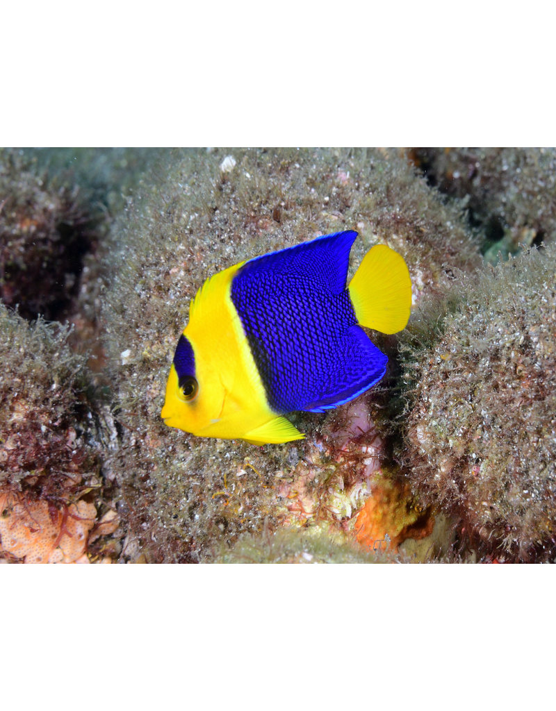 Blaugelber Zwergkaiserfisch - Centropyge bicolor