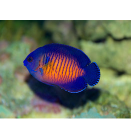 Streifen Zwergkaiserfisch - Centropyge bispinosa