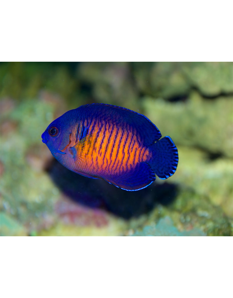 Streifen Zwergkaiserfisch - Centropyge bispinosa