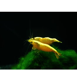 Zwerggarnele - Neocaridina davidi " Neon Yellow Fire"