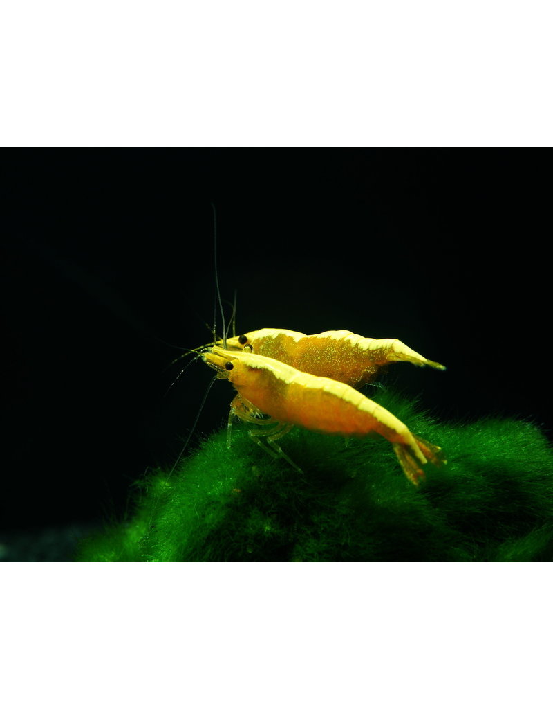 Zwerggarnele - Neocaridina davidi " Neon Yellow Fire"