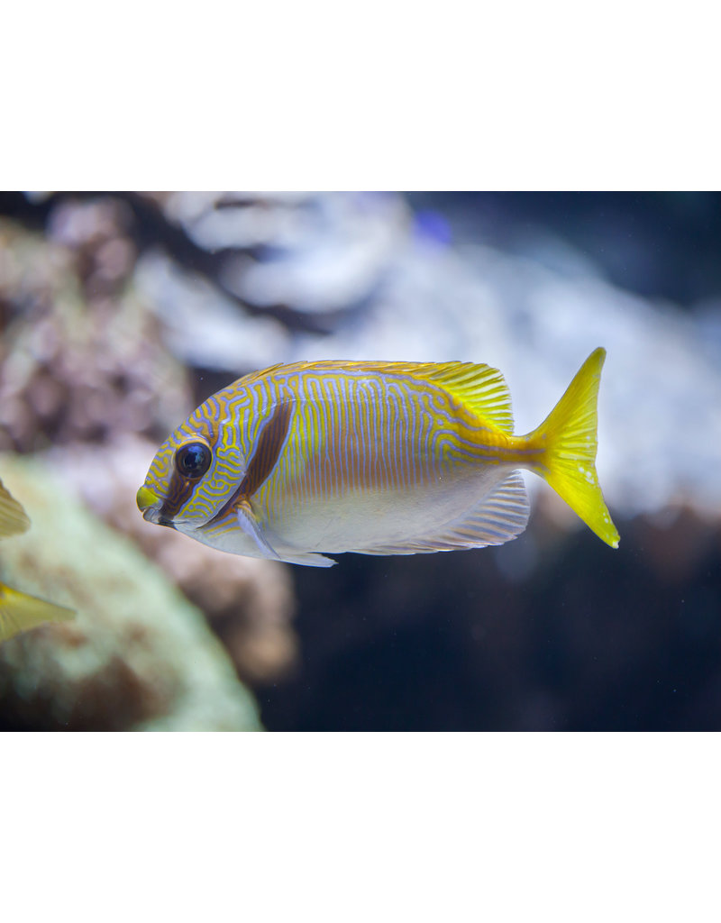 Blaustreifen Kaninchenfisch - Siganus doliatus