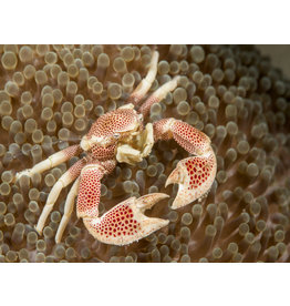 Anemonen Porzellankrebs - Neopetrolisthes maculatus