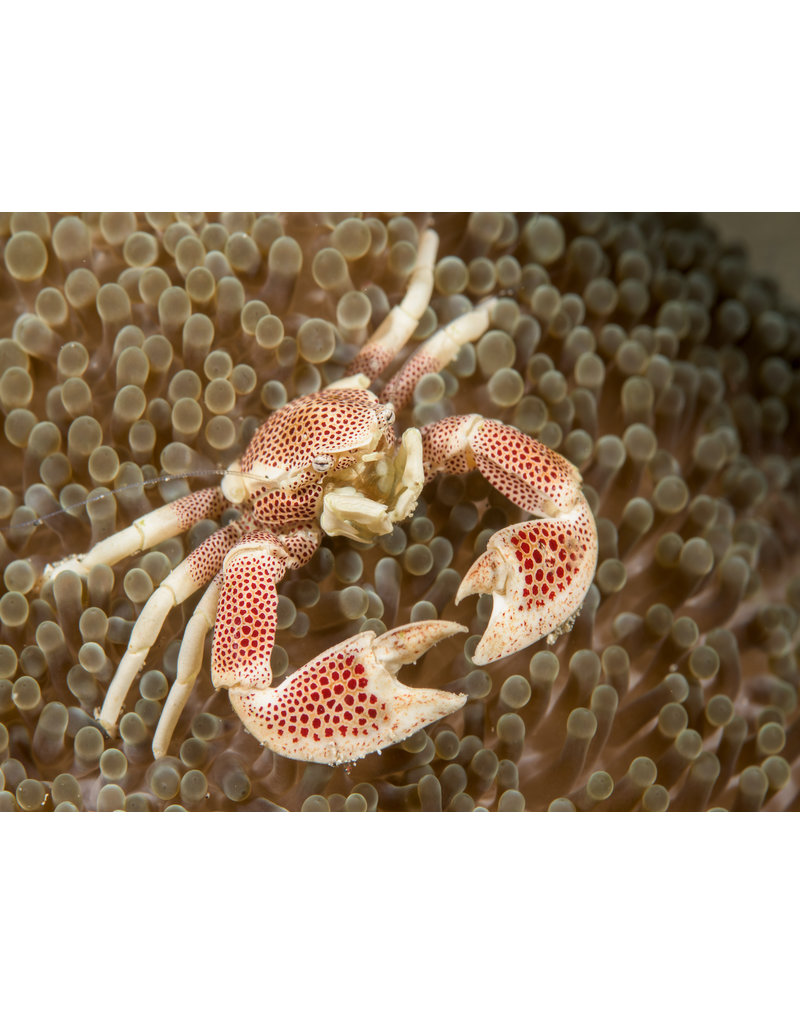 Anemonen Porzellankrebs - Neopetrolisthes maculatus