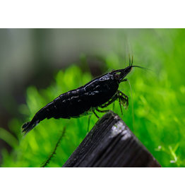 Zwerggarnele - Neocaridina davidi "Black Sakura"