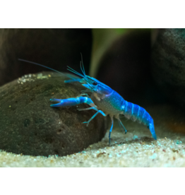 Blauer Floridakrebs - Procambarus alleni