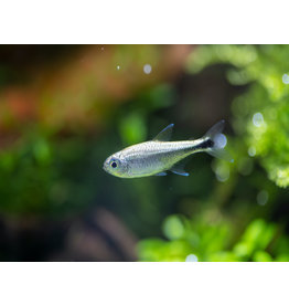 Gold Tetra - Hemigrammus rodwayi