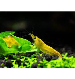 Zwerggarnele - Neocaridina davidi "Yellow fire"