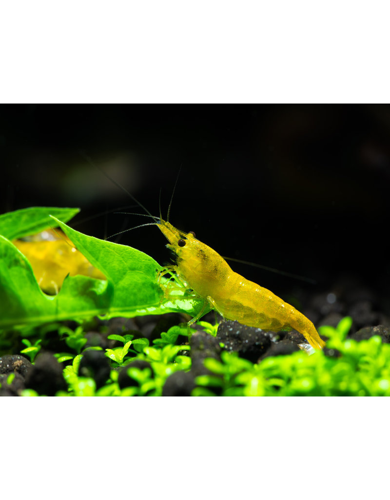 Zwerggarnele - Neocaridina davidi "Yellow fire"