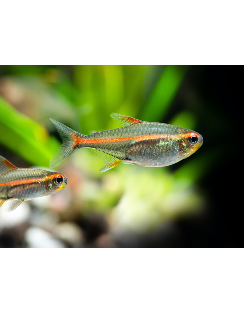 Glühlichtsalmler - Hemigrammus erythrozonus