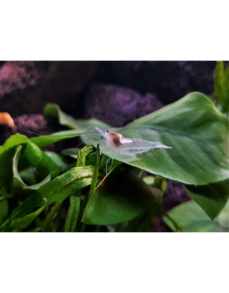 Zwerggarnele - Neocaridina cf. zhangjiajiensis "White Pearl"