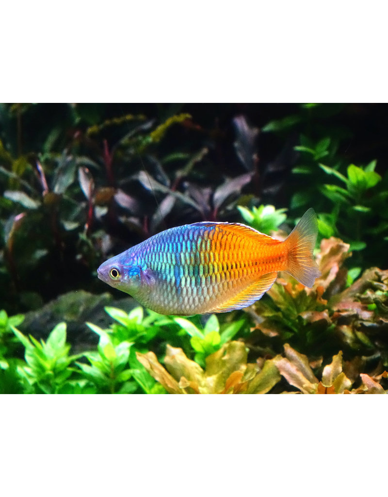 Boesemans Regenbogenfisch - Melanotaenia boesemani  "orange"