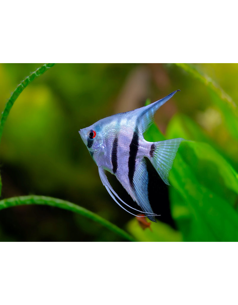 Skalar - Pterophyllum scalare "Blau"