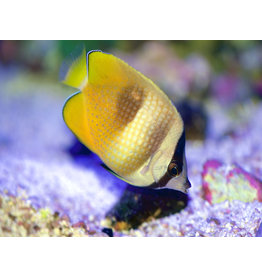 Klein´s Falterfisch - Chaetodon kleinii
