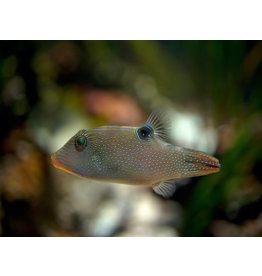 Augenfleck Spitzkopfkugelfisch - Canthigaster solandri