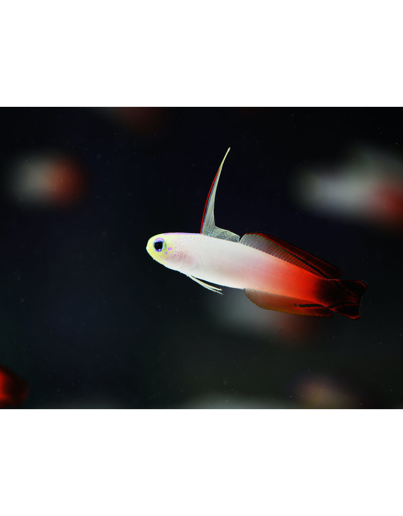 Feuer Schwertgrundel - Nemateleotris magnifica "PAAR"