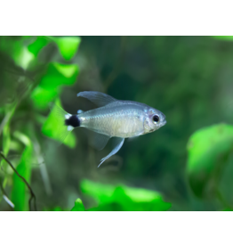 Schilfsalmler - Hyphessobrycon elachys