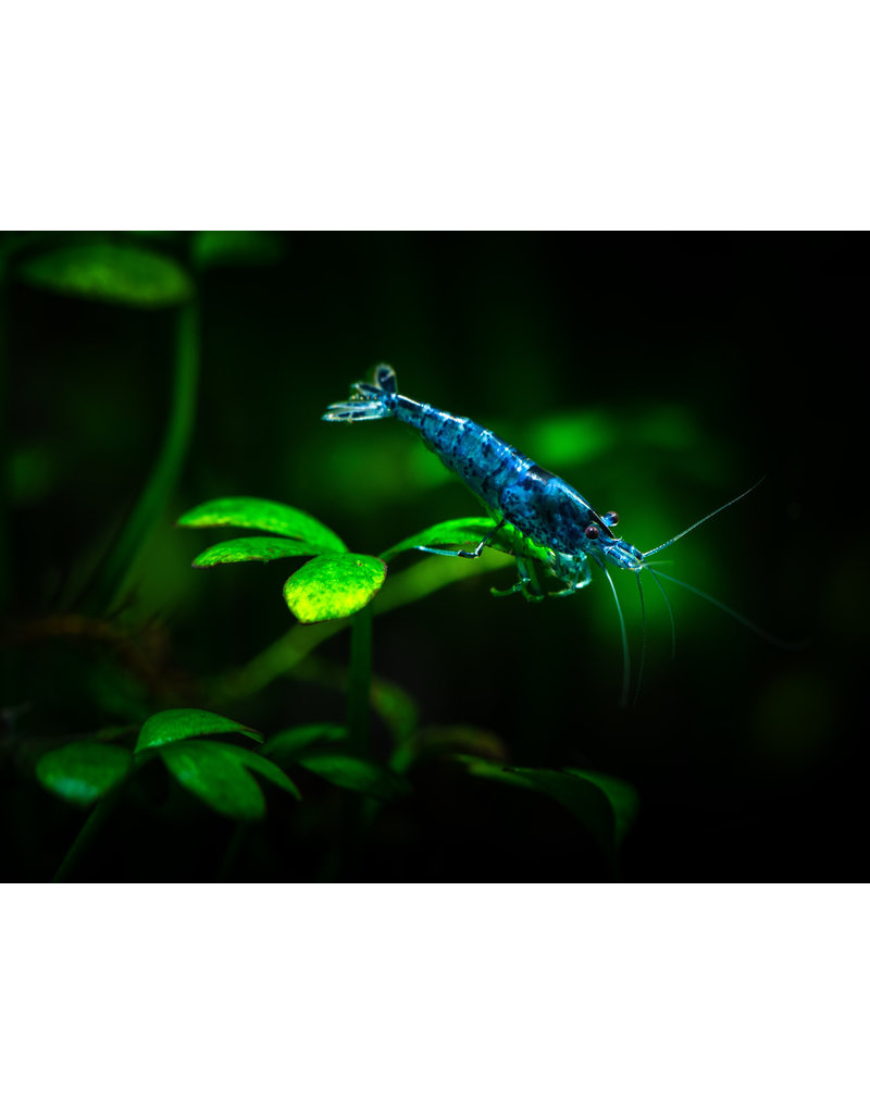 Zwerggarnele - Neocaridina davidi "Blue Velvet"