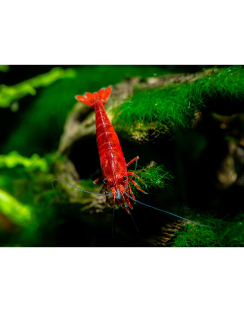 Zwerggarnele - Neocaridina davidi "Bloody Mary"