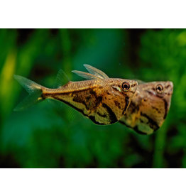 Marmorierter Beilbauchfisch - Carnegiella strigata fasciata
