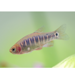 Querstreifen Zwergbärbling - Danio erythromicron