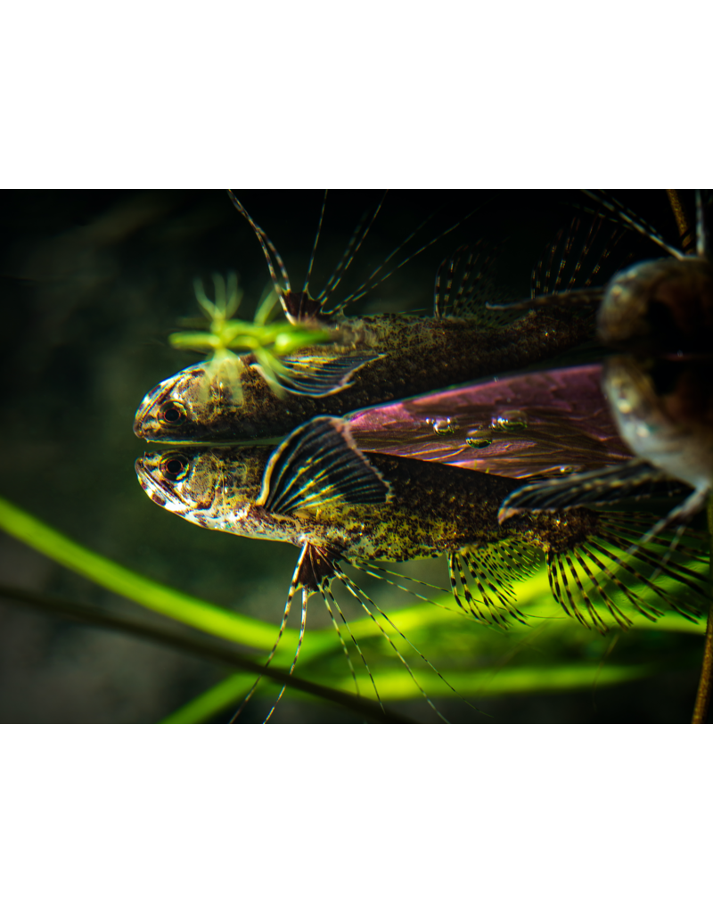 Schmetterlingsfisch - Pantodon buchholzi