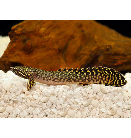 Schmuck Flösselhecht - Polypterus ornatipinnis