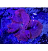 Teppichanemone "super red"  - Stichodactyla haddoni XL WYSIWYG