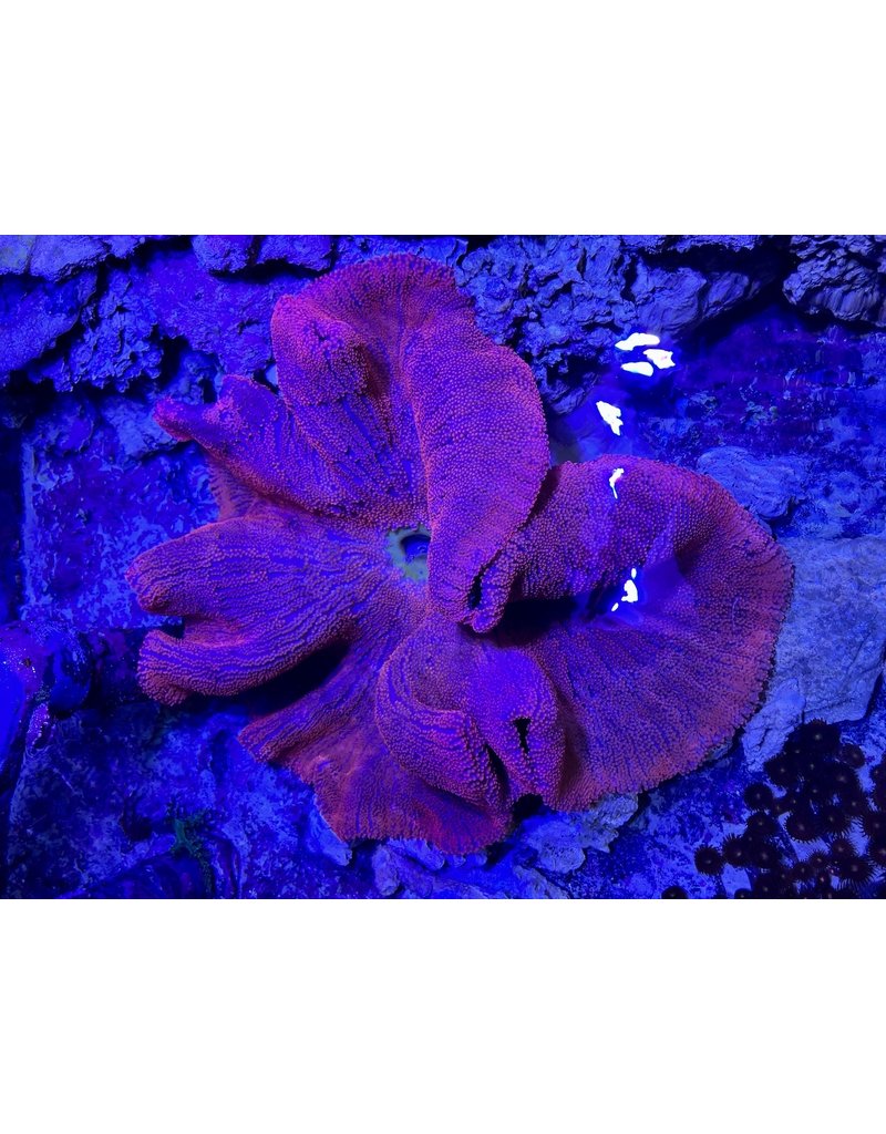 Teppichanemone "super red"  - Stichodactyla haddoni XL WYSIWYG