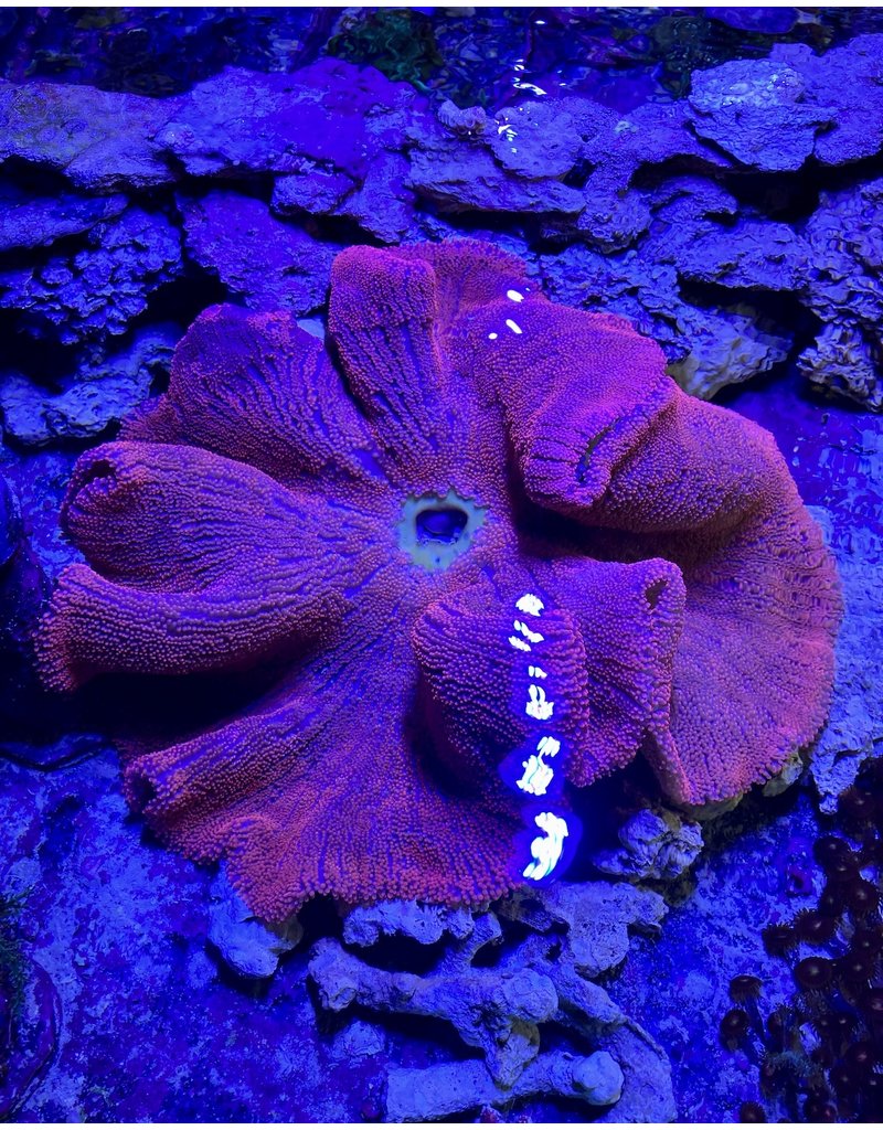 Teppichanemone "super red"  - Stichodactyla haddoni XL WYSIWYG