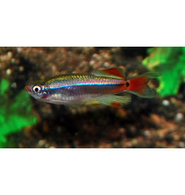 Kardinalfisch - Tanichthys albonubes "Schleier"